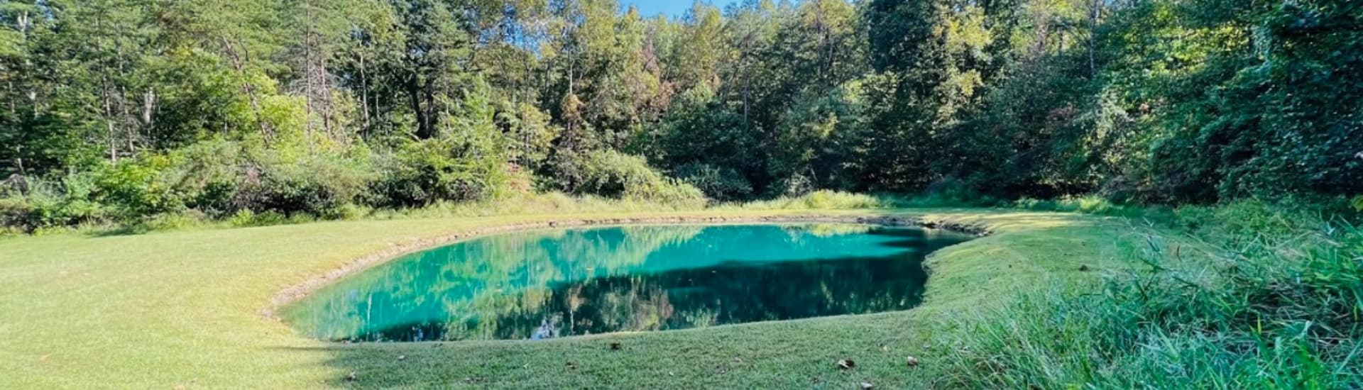 A serene pond surrounded by lush greenery and trees under a clear blue sky.